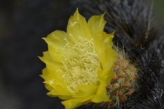 Flower of the Cacti
