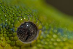 Eye of Green Tree Snake