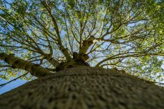 up close to a baobab tree