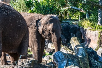 Auckland Zoo (4 of 15)