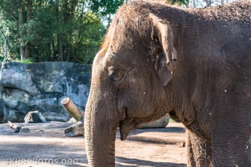 Auckland Zoo (5 of 15)